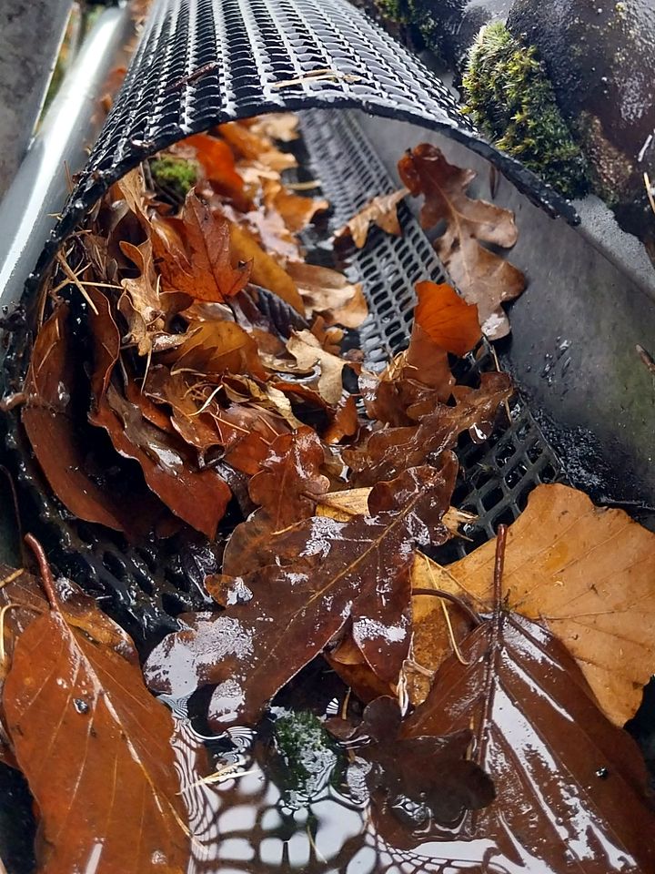 Nasses Laub im Laubschutzgitter, darunter steht Wasser