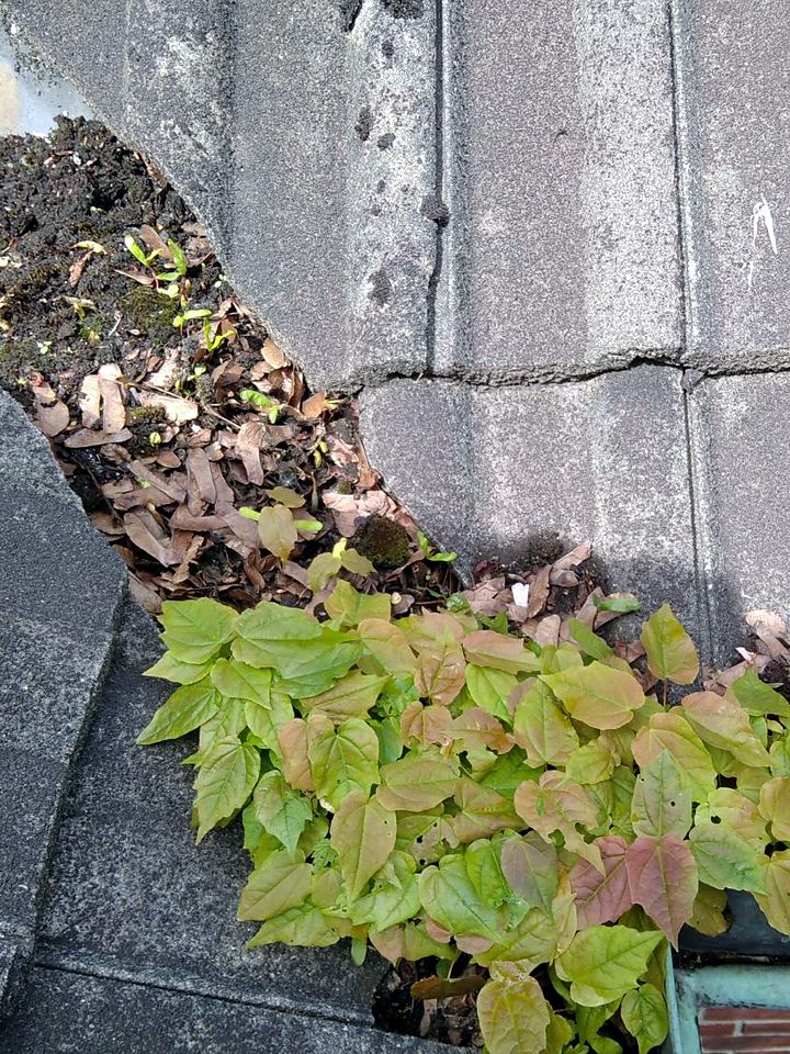 Pflanzen wurzeln in Laub und Erde in der Dachrinne