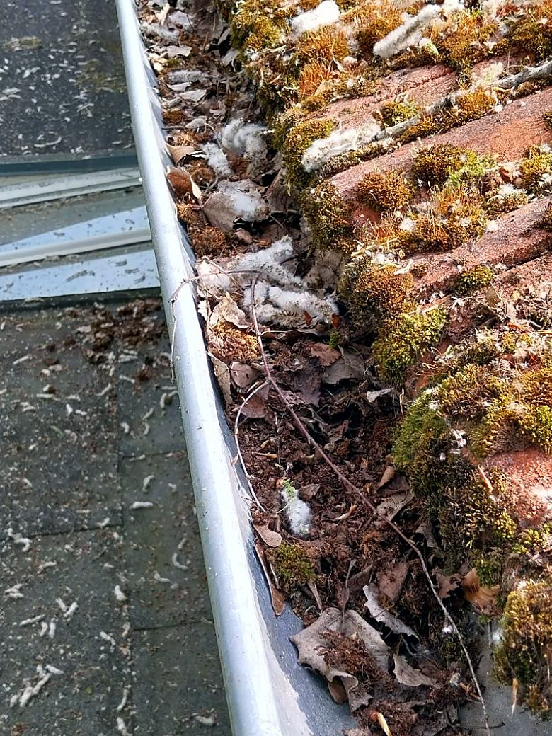 Dachrinne vor der Reinigung, voll mit Laub, Moos und Pflanzensamen
